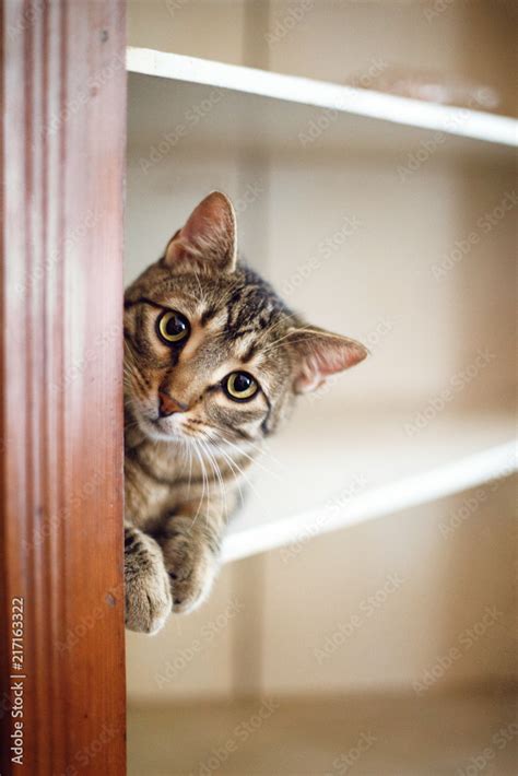Cute Cat Peeking Around Corner Stock Photo Adobe Stock