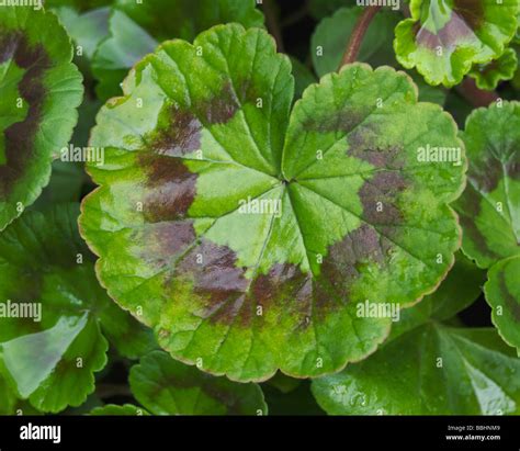 Variegated Leaf Geranium Hi Res Stock Photography And Images Alamy