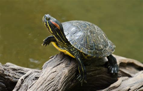 Where To Buy A Red Eared Slider Turtle In 2024 Adoption Online