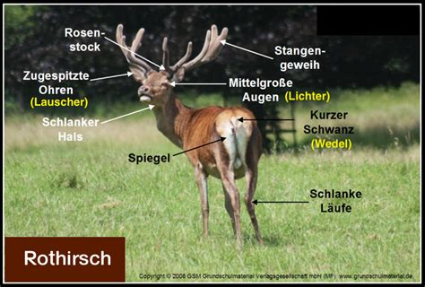 Die anderen laufen herum und ärgern die blinde kuh, indem sie diese rufen oder zupfen und leicht kneifen. Rotwild - Rothirsch / Körperbau der Rothirsche ...
