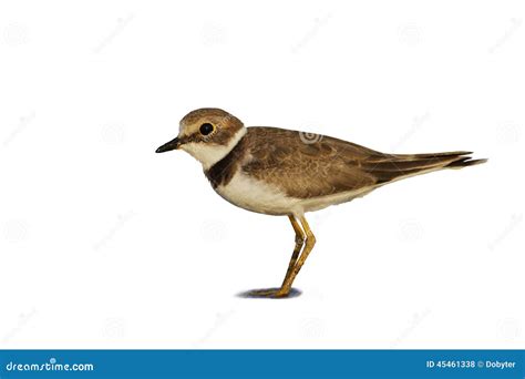 Little Ringed Plover Charadrius Dubius Stock Photo Image Of Wild