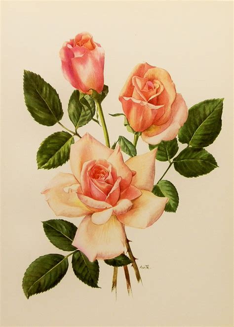 Rose Botanical Drawing At Getdrawings Free Download