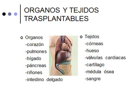 La muerte cerebral es la pédida de la función de la totalidad del cerebro y del tronco encefálico que conduce a coma, ausencia de respiraciones espontáneas y pérdida de todos los reflejos del tronco encefálico. Muerte Cerebral y Proceso de Donación - Cirujano Monterrey