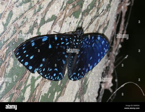 Starry Night Cracker Butterfly Hi Res Stock Photography And Images Alamy