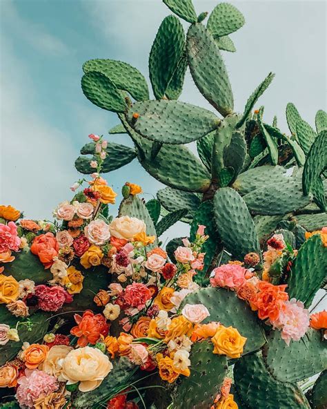 Colorful Flowers Are Growing On The Side Of A Large Cactus Plant With