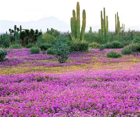 Desierto De Sonora💙 California Flowers Sonoran Desert Wildflowers
