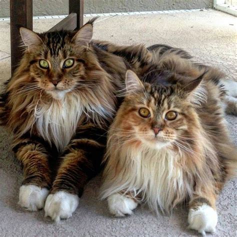 259 Best Images About Extra Large Maine Coon Cats On Pinterest