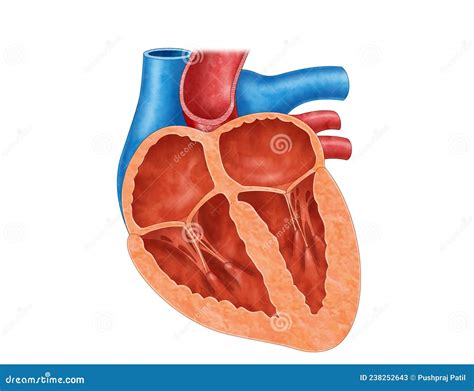 Cross Section Of A Human Heart Anatomy Royalty Free Cartoon