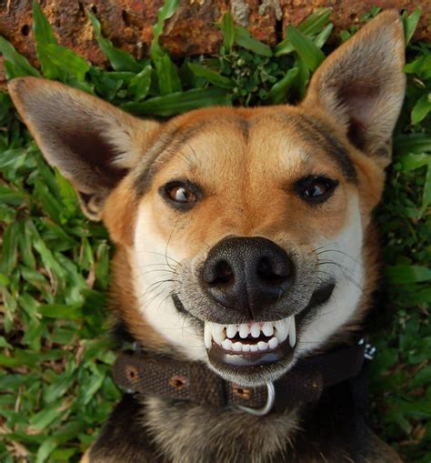 These 12 Happy Doggies Are Smiling From Ear To Ear And Now I Cant