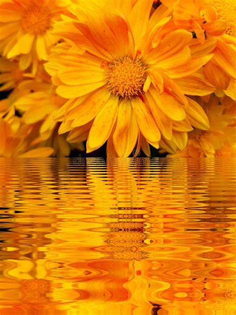 Yellow Flowers With A Mirror Reflection In The Water Stock Photo