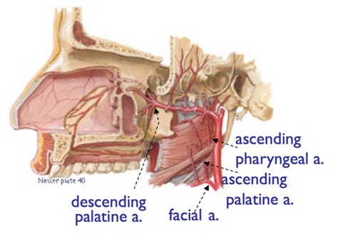 Nerve Supply Of The Oral Cavity Palate