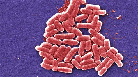 Utis Are Becoming Untreatable With The Rise Of Antibiotic Resistance