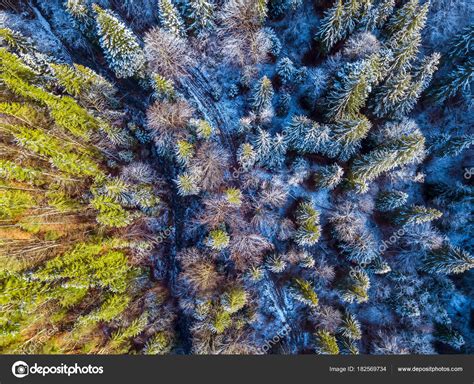 Trail And Snow In The Spruce Forest Aerial View — Stock Photo