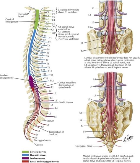 Spinal Nerve Spinal Cord Vertebral Column Nerve Root Anatomy My XXX