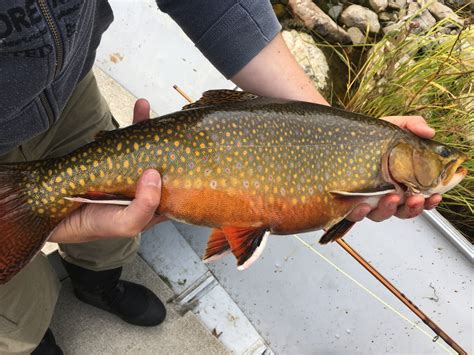 Canadian Brook Trout Trip Report Canada Fishing General Discussion