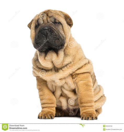 Front View Of A Shar Pei Puppy Sitting And Looking Away Stock Photo