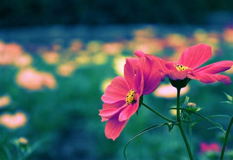 Flower hd phone wallpapers download free background images collection, high quality beautiful best high quality flower wallpapers collection for your phone. Cute Flower Wallpaper - WallpaperSafari
