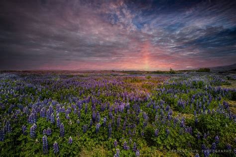 The Dynamic Plant Lupine Guide To Iceland Iceland Travel Guide To