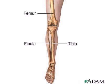 He leg's main function in the human is for locomotion and support of the rest of the body. Tíbia - Biologia - Grupo Escolar