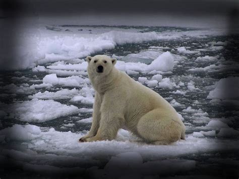 Sad Polar Bear On Ice By Charlottegreen On Deviantart