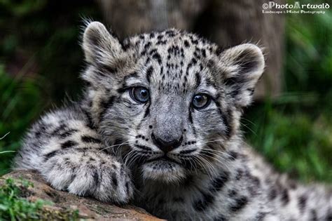 Pin By Kristina Lindstrom On Saying White Panther Baby Animals