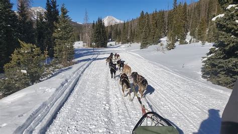 Monarch Dog Sled Rides All You Need To Know Before You Go