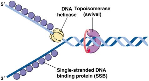 The Process Of Dna Replicationbuilding The Complimentary Strands Page