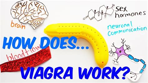 How Does Viagra Work Youtube