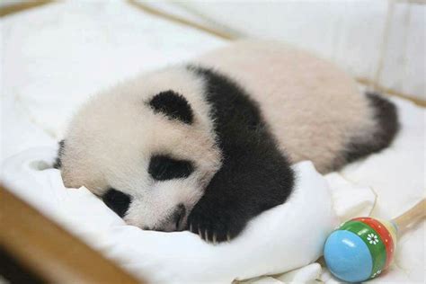 Sleeping Panda Panda Sleeping Panda