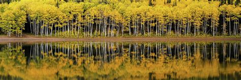 Forest Lake Reflection Photograph By Dustin Lefevre