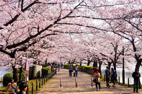 Everything You Need To Know About Cherry Blossom Season In Japan The