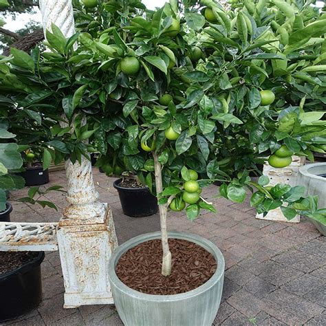 Key Lime Tree Key Lime Tree For Sale Plantingtree