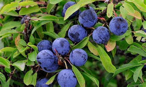 Why Sloe Berries Are Summers Sweetest Fruit Daily Mail Online