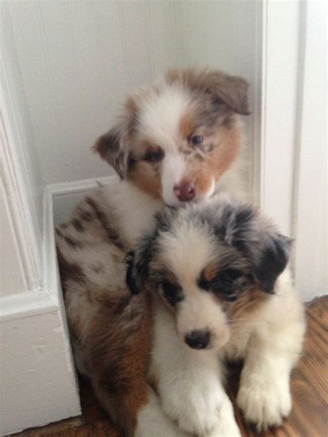 Australian shepherd puppies ready feb first. Australian Shepherd puppies. Blue Merle and Red Merle ...