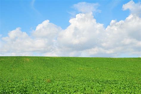Green Farm Field Landscape Stock Image Image Of Beet 44122701
