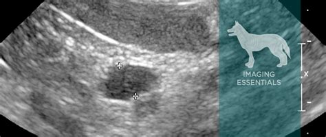 Small Animal Abdominal Ultrasonography The Spleen Todays Veterinary
