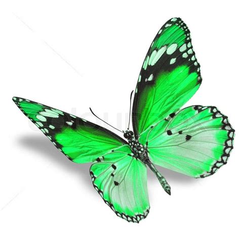 Beautiful Green Butterfly Flying Stock Image Colourbox