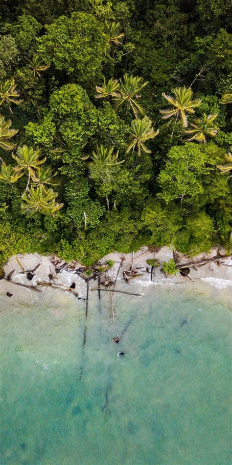 Palms Green Coast Nature Aerial View 1080x2160 Wallpaper Nature