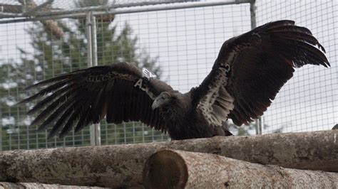 Endangered California Condors Released In Redwood National And State