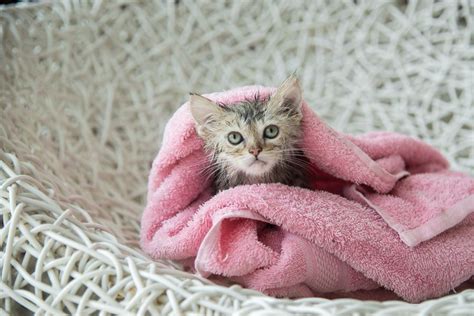 راهنمای شستن گربه ها بدون استرس ویرگول