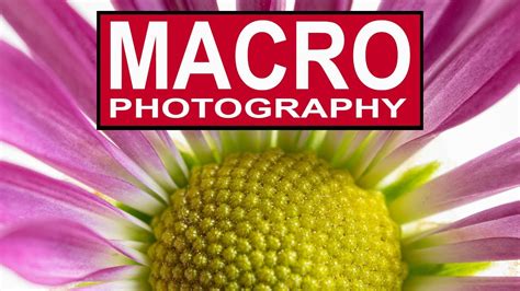 Macro Photography For Beginners On A Budget How To Take Amazing Close