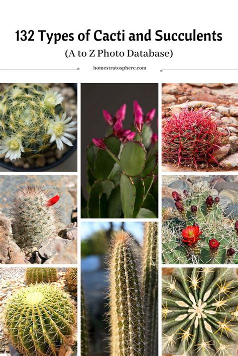 132 Types Of Cacti A To Z Photo Database Cactus Types Cactus