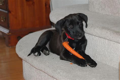 Can I Give My 10 Week Old Puppy Carrots Tips And Tricks Keepingdog
