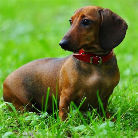 14 Facts You Should Know About Dachshunds Page 2 Of 3 Petpress