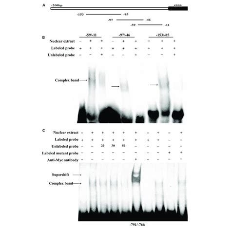 Transcriptional Activation Of The Chicken Plin1 Gene By Rxrα A