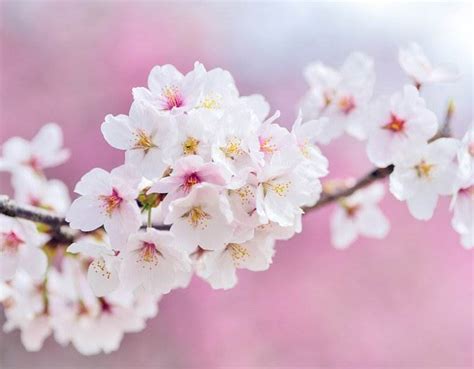 The Best Time To Visit Japan For Cherry Blossoms Revealed
