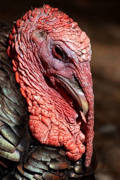 Best Ugly Turkey Stock Photos Pictures And Royalty Free Images Istock
