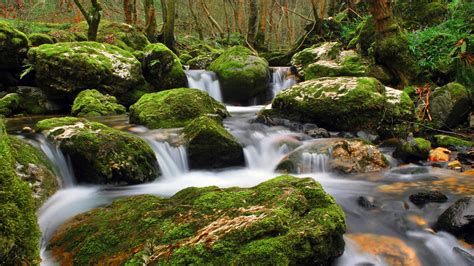 Nature Stream Of Clear Water Flowing Between Rocks Moss Trees Forest