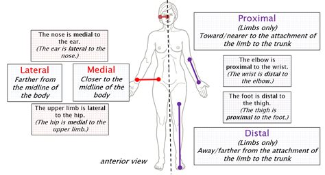 Medial Lateral Anatomy