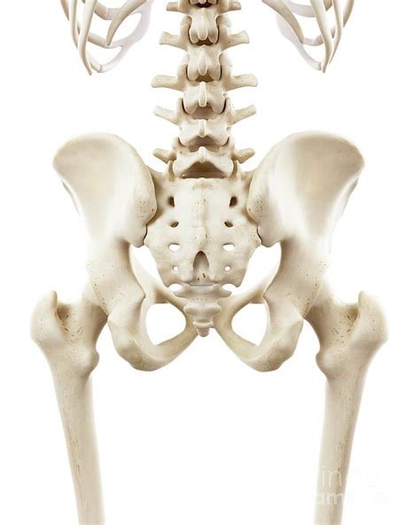 Illustration Of Human Hip Bones Photograph By Sebastian Kaulitzki